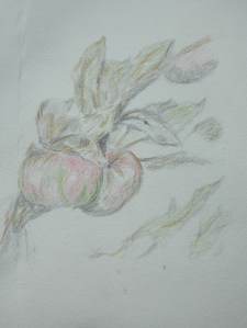 Apples colour pencil unknown artist