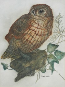 Tawny Owl line and wash by D. Goring